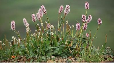 Polygonum inversum