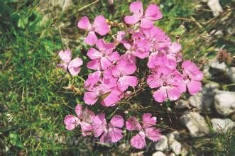 Dianthus alpina