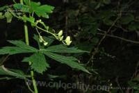 Aconitum rattan