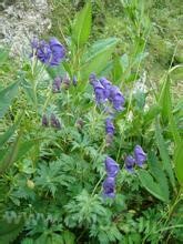 Aconitum alpinum