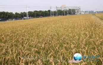 Organic rice in Sanhe village