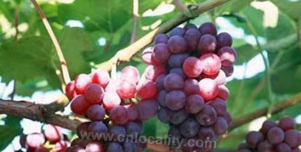 Ji' anshan grape