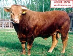 Dehui beef cattle