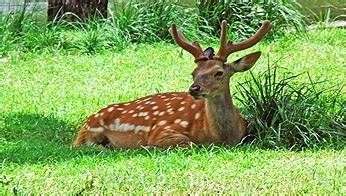 Shuangyang sika deer