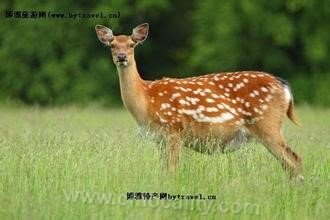 Boli sika deer