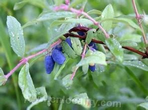 Indigo grandiflora