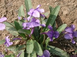 Alpine eggplant