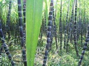 Jingde green sugarcane