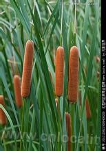 stem/leaf of cattail or reed mace