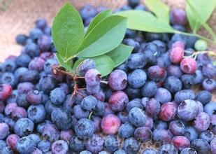 Blueberries in Daxinganling