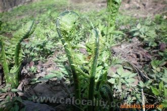 Natural wild bracken