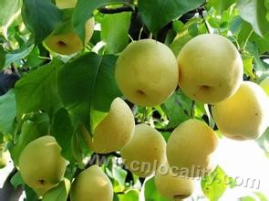 Shunyi Dangshan crisp pear