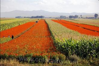 Marigold in Jidong