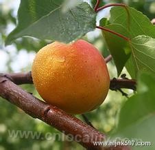 Long ken apricot in Changlin island