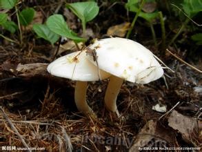 white mushroom