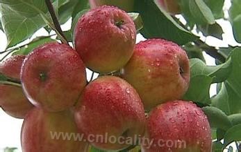 Changlin Island Golden Red Apple