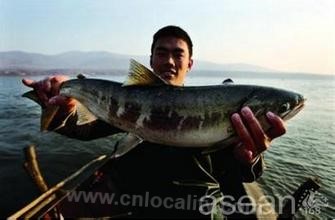 Fuyuan salmon