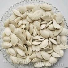 South China white melon seed