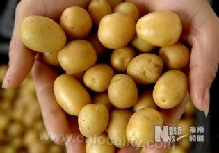 Virus-free seed potato