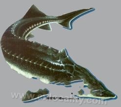 Fuyuan sturgeon