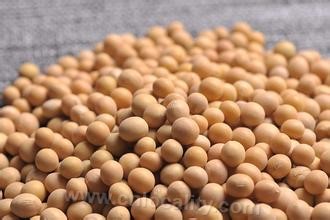 Fujin soybean