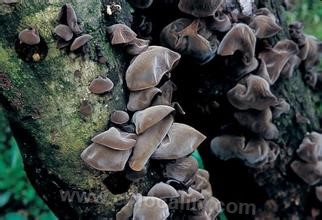 Auricularia luobei