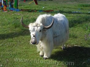 Hegang white yak