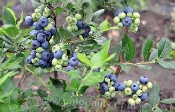 Youhao blueberry