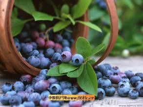 Wuyingzhen blueberry