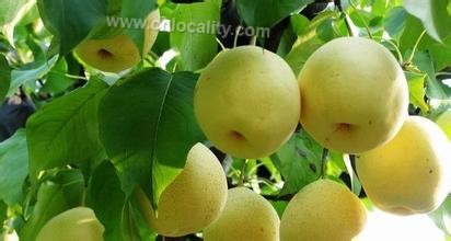 Lihua village pear