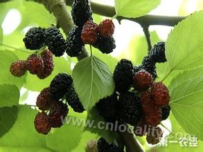 Mulberry with diazepam