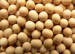 Helen soybean