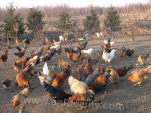 Suiling forest chicken