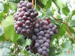 Daxing grapes