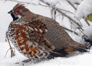 hazel grouse