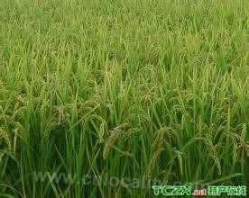 Green rice in Lidoushan Mountain