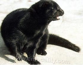 Northeast mink