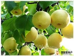 Daxing pear