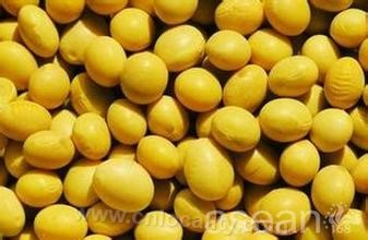 Xunke soybean