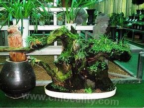 Huoshanshi charcoal bonsai