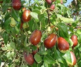 Hong cun jujube