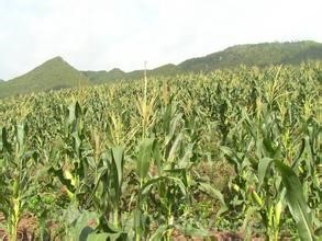 Life-prolonging sticky corn