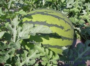 Shuangcheng watermelon