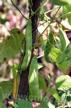 Ylang soybean