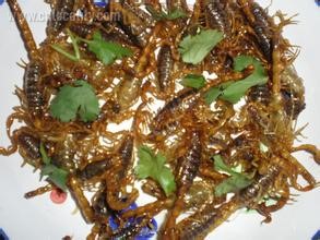 Fried wild scorpions