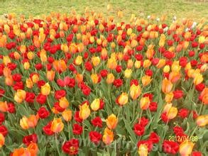 Nanhui tulip flower