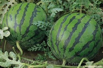 Nanhui watermelon