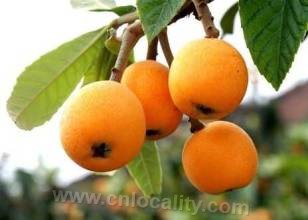 Huxiang loquat