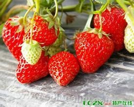 Baihe town strawberry