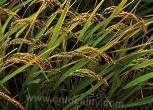 Aromatic japonica rice